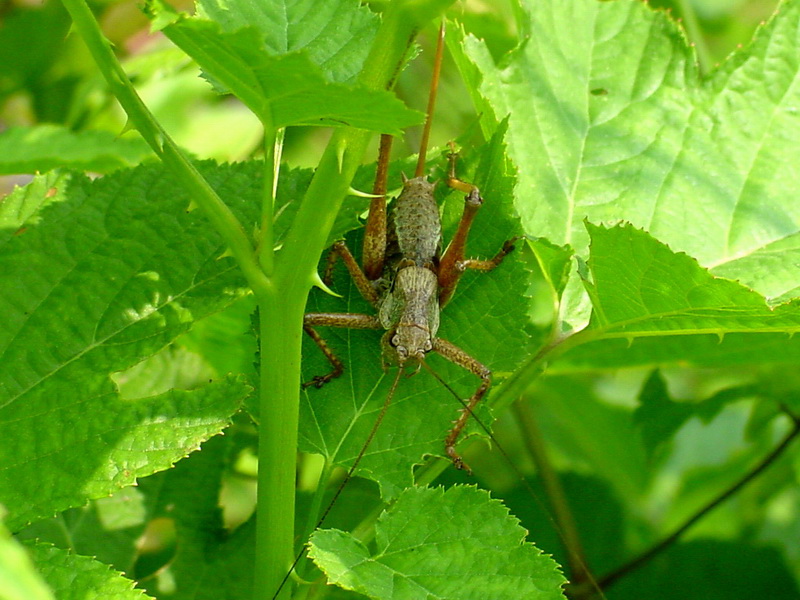 Big Grasshopper; DISPLAY FULL IMAGE.