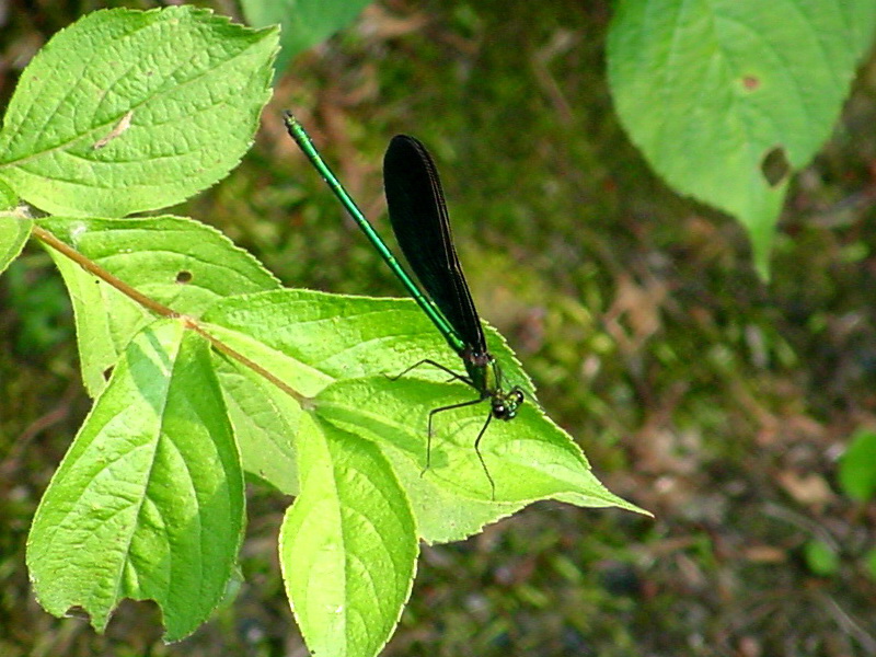 Black-winged Damselfly; DISPLAY FULL IMAGE.
