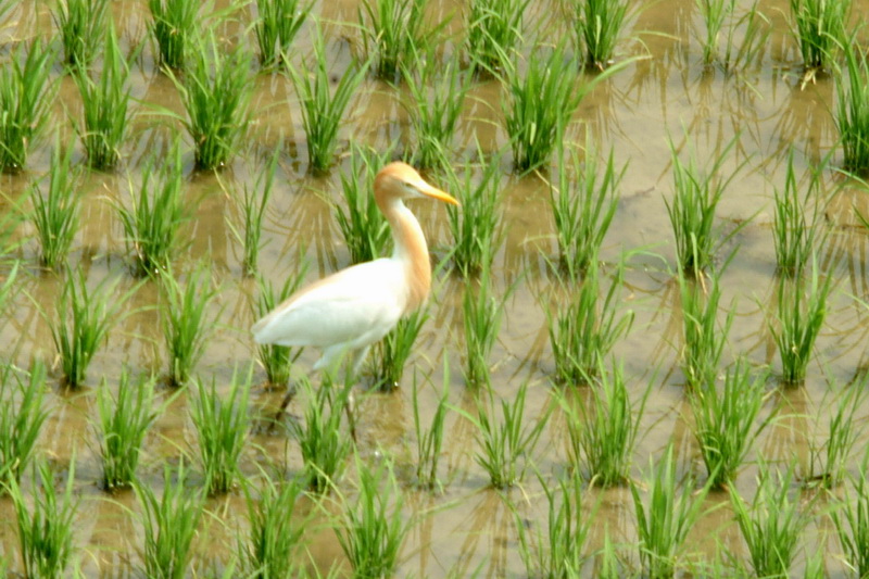 Bubulcus ibis (Cattle Egret) {!--황로-->; DISPLAY FULL IMAGE.