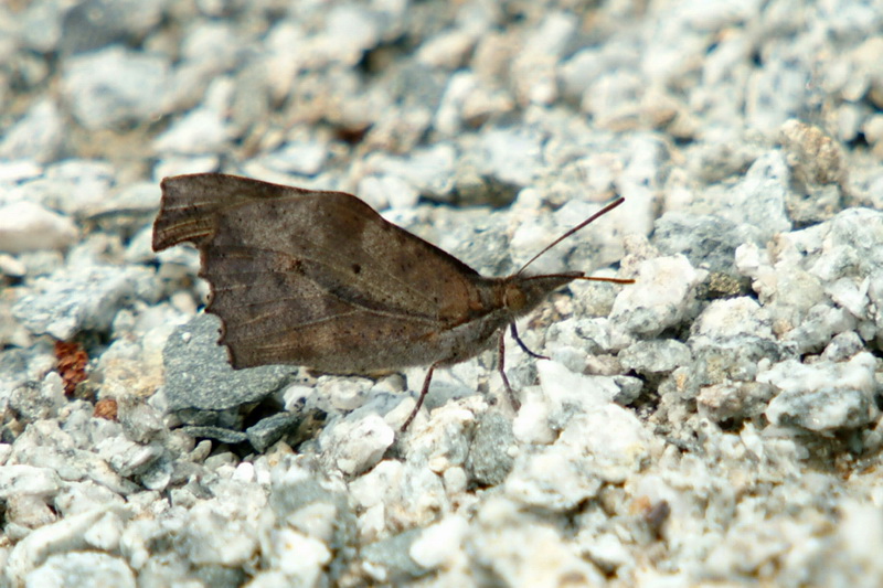 Libythea celtis (Nettle-tree Butterfly) {!--뿔나비-->; DISPLAY FULL IMAGE.