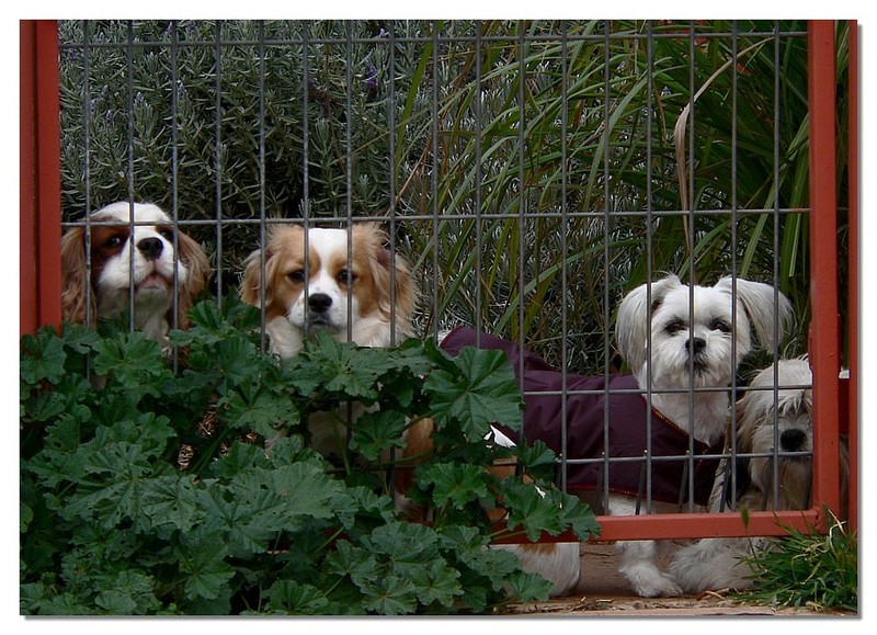 prisoners 1; DISPLAY FULL IMAGE.