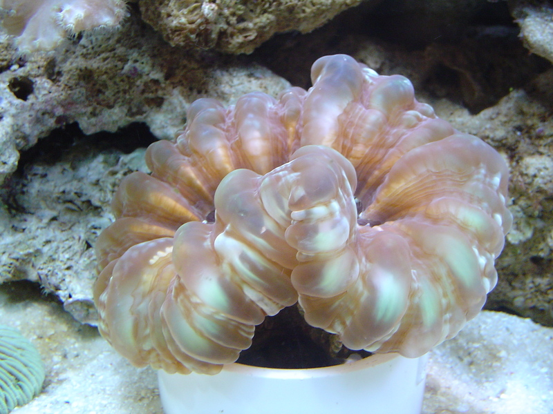 Reef tank; DISPLAY FULL IMAGE.
