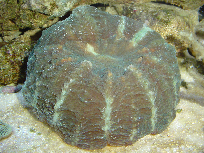 Reef tank; DISPLAY FULL IMAGE.