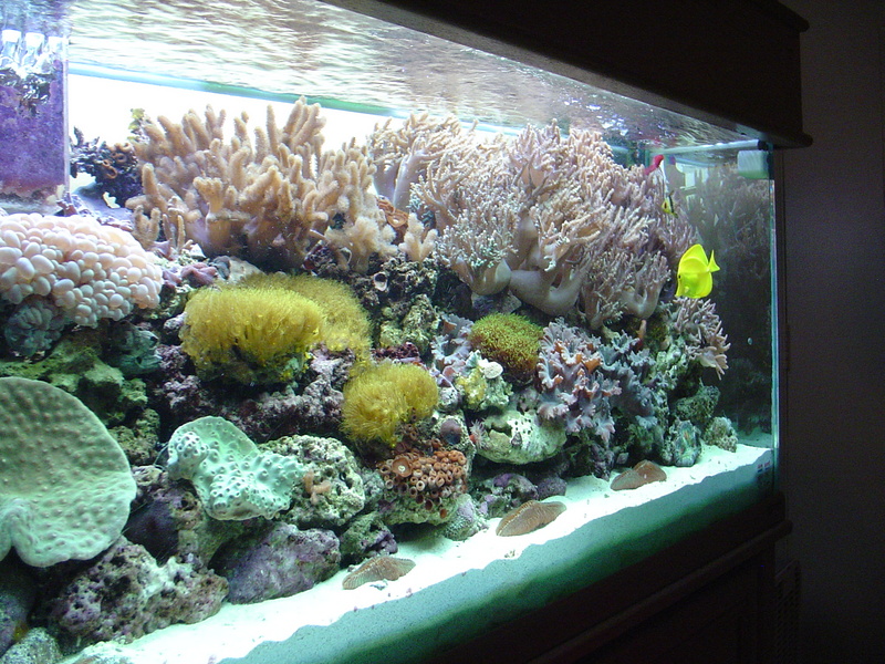 Reef tank; DISPLAY FULL IMAGE.