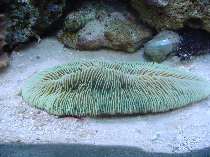 Reef tank; DISPLAY FULL IMAGE.