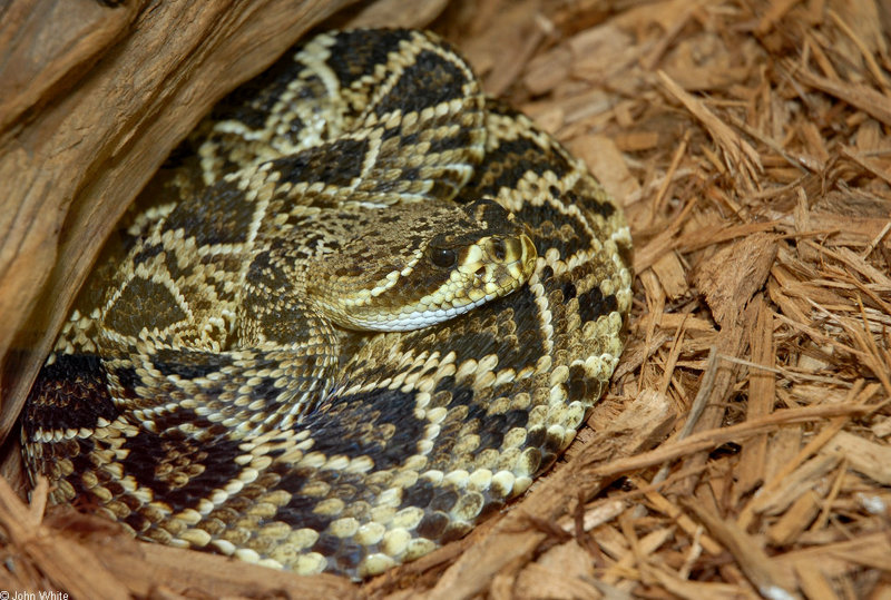 Misc Critters - Eastern Diamondback Rattlesnake (Crotalus adamanteus); DISPLAY FULL IMAGE.