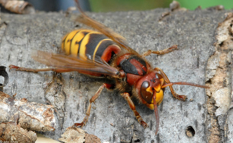 Misc Critters - European Hornet (Vespa crabro)002; DISPLAY FULL IMAGE.