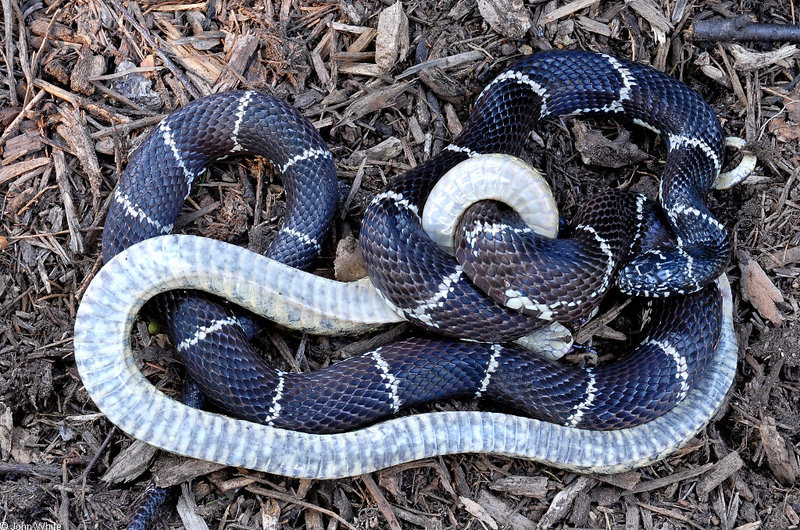 Misc Critters - eastern kingsnake and hognose 002; DISPLAY FULL IMAGE.