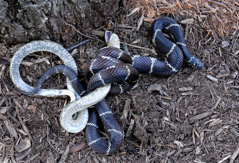 Misc Critters - eastern kingsnake and hognose 003; DISPLAY FULL IMAGE.