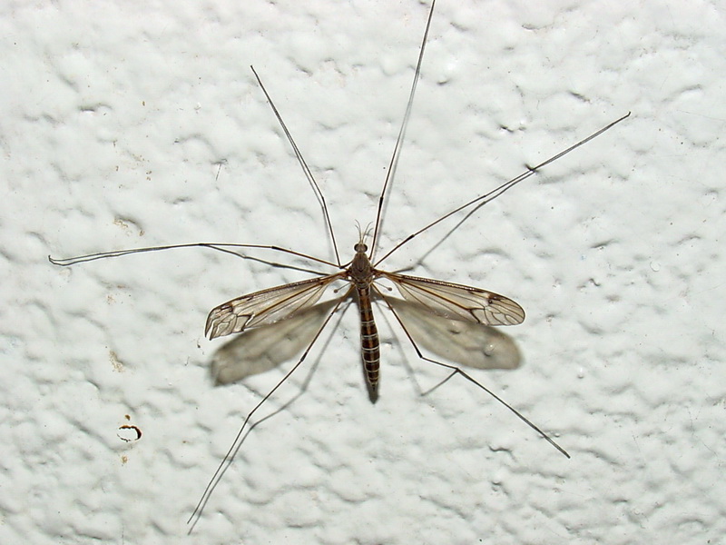 Crane Fly {!--벽에 붙은 각다귀 한마리-->; DISPLAY FULL IMAGE.