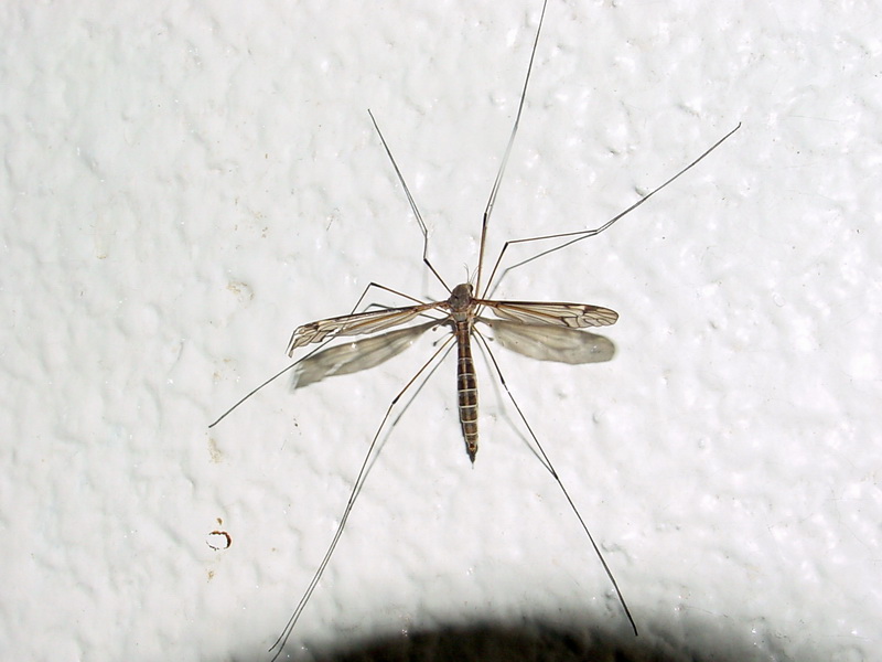 Crane Fly {!--벽에 붙은 각다귀 한마리-->; DISPLAY FULL IMAGE.