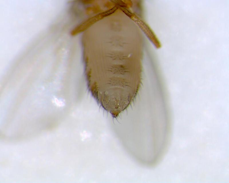 sexing Drosophila; DISPLAY FULL IMAGE.