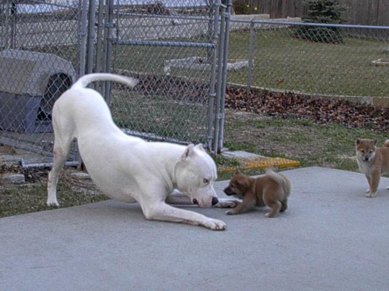 Brave Puppy; DISPLAY FULL IMAGE.