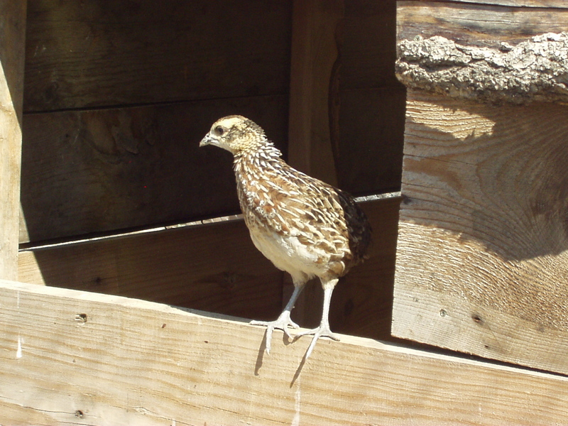 pheasant; DISPLAY FULL IMAGE.