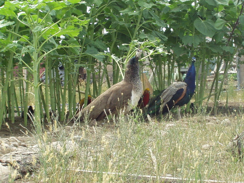 Peafowl - blue peafowl (Pavo cristatus); DISPLAY FULL IMAGE.