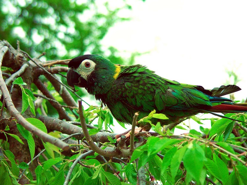 YELLOW COLLARED MACAW; DISPLAY FULL IMAGE.