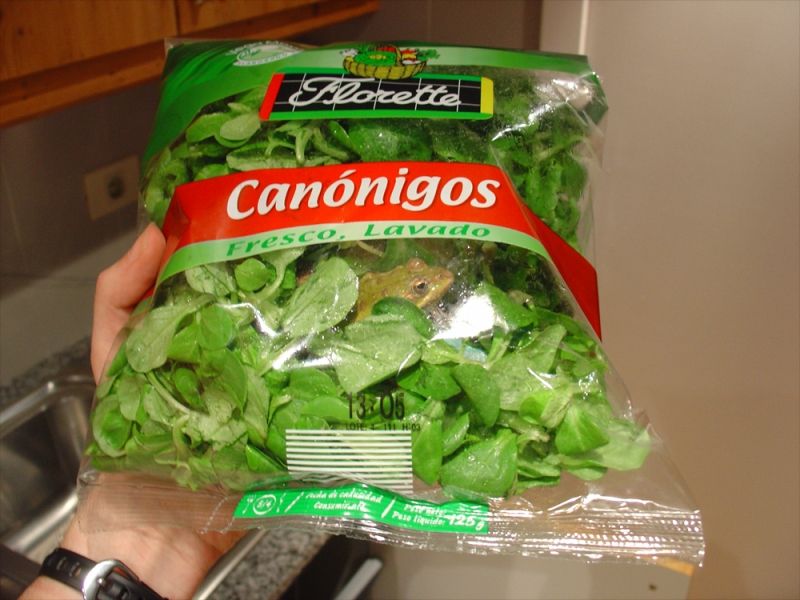 Fresh vegetable; DISPLAY FULL IMAGE.