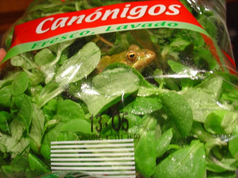 Fresh vegetable; DISPLAY FULL IMAGE.