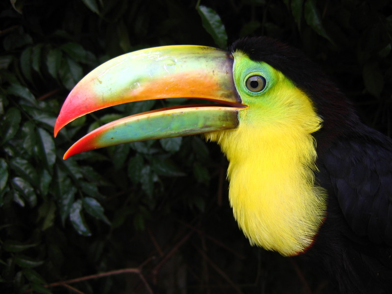 My Ramphastos Sulfuratus - Rupert; DISPLAY FULL IMAGE.