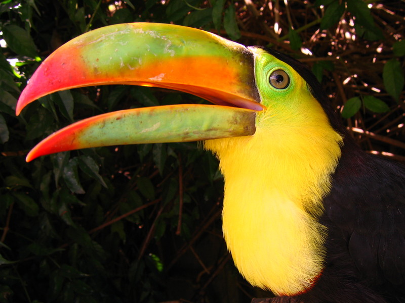 My Rhampastos Sulfuratus - Rupert; DISPLAY FULL IMAGE.