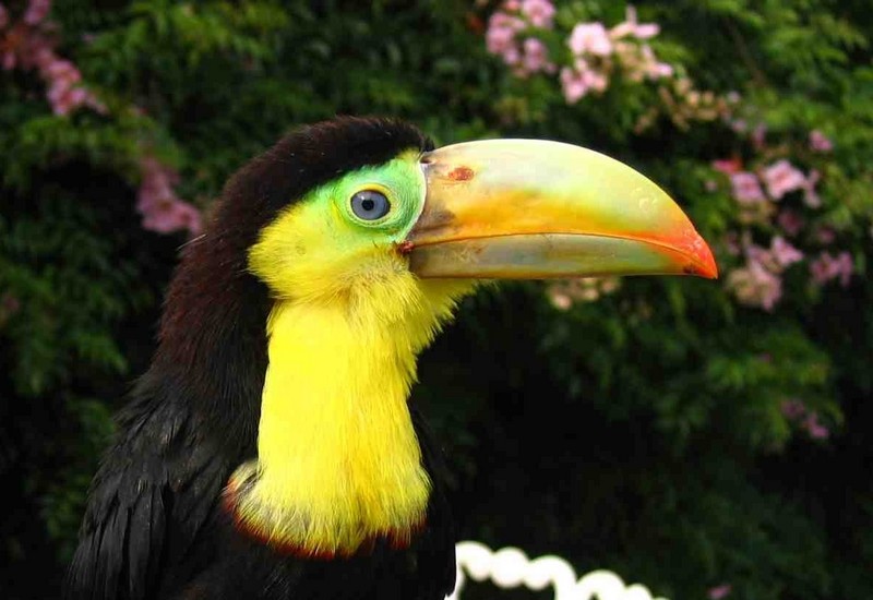 My Ramphastos Sulfuratus - Rupert 2 months old -- Keel-billed Toucan; DISPLAY FULL IMAGE.