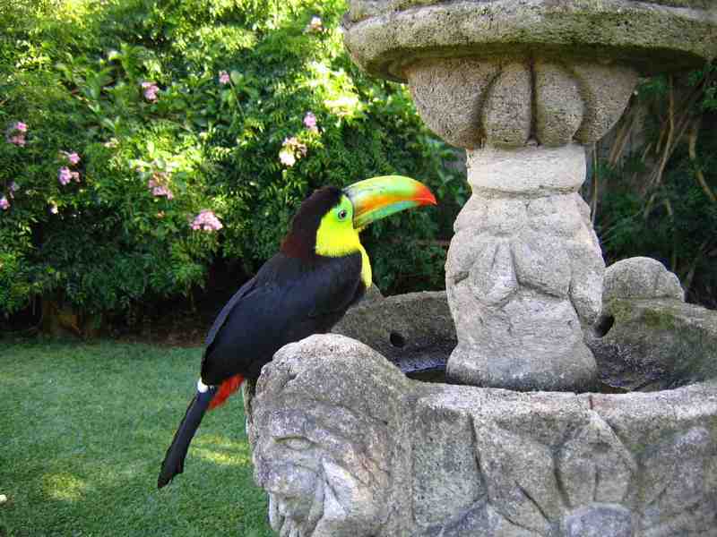 My Ramphastos Sulfuratus - Rupert; DISPLAY FULL IMAGE.