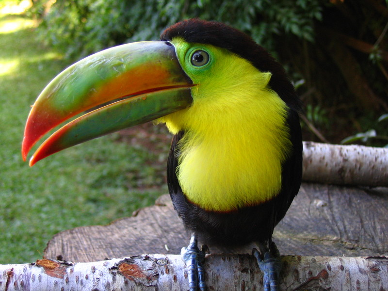 My Ramphastos Sulfuratus; DISPLAY FULL IMAGE.