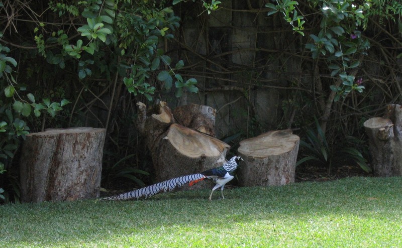 My Lady Amherst pheasant MALE - Lady Amherst's pheasant (Chrysolophus amherstiae); DISPLAY FULL IMAGE.