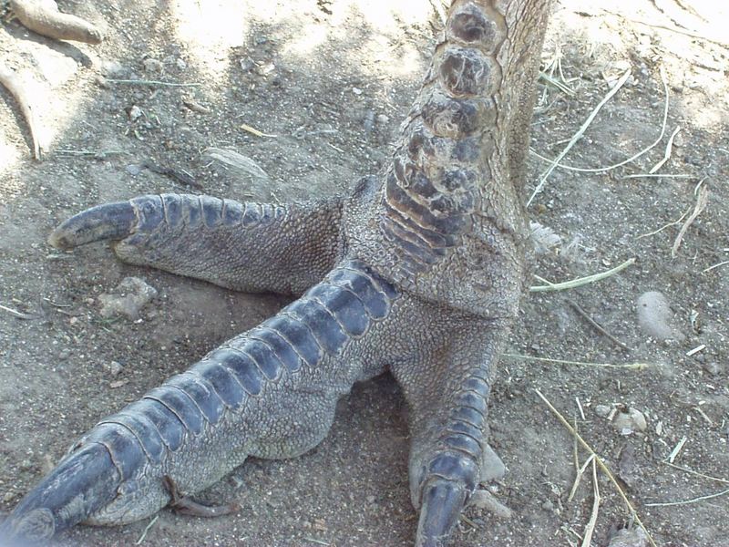 Emu - common emu - Dromaius novaehollandiae; DISPLAY FULL IMAGE.