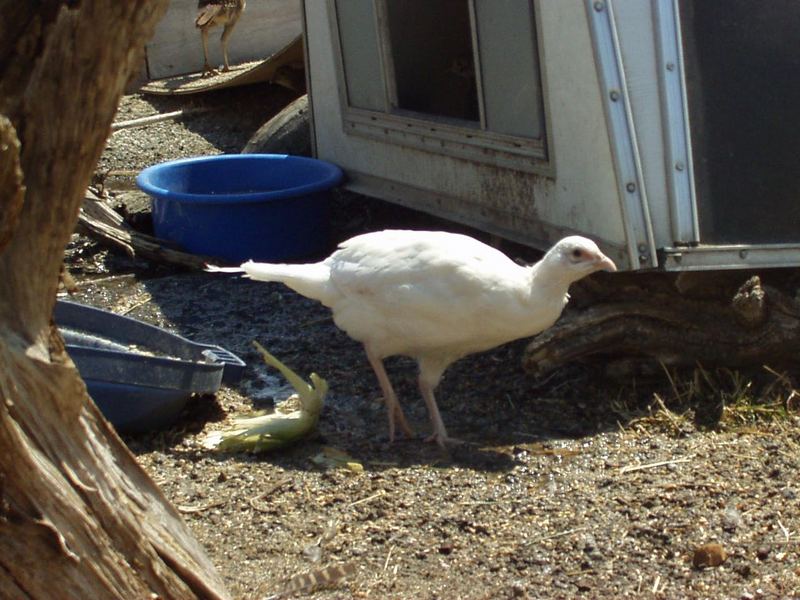 Alaskan Snow Pheasant; DISPLAY FULL IMAGE.
