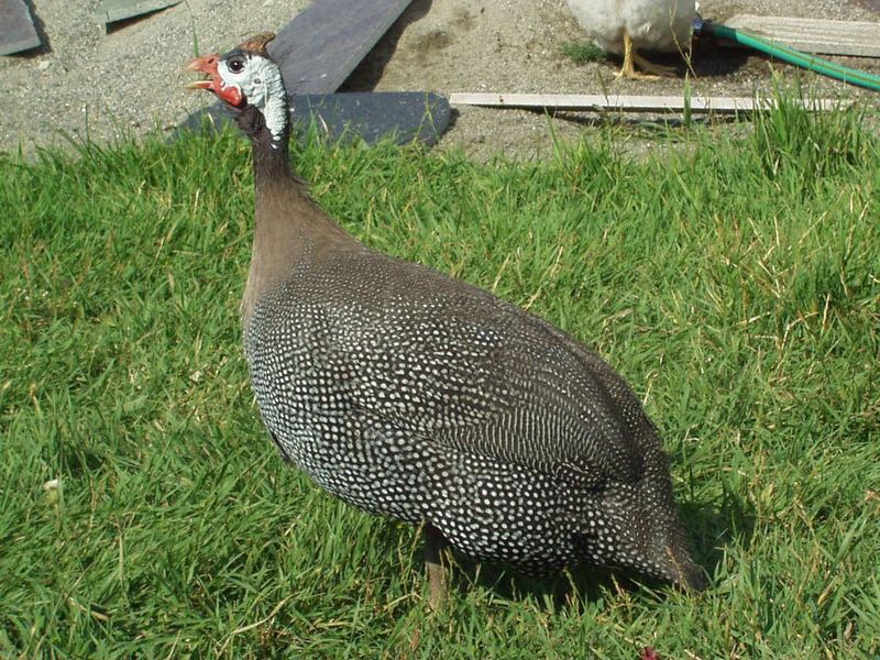 Guinea Hen; DISPLAY FULL IMAGE.