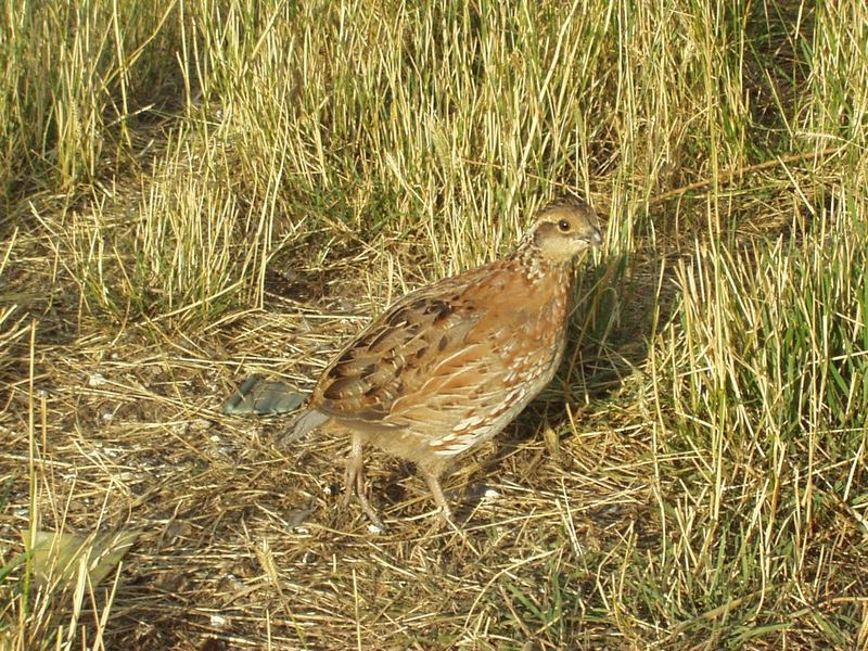 Quail; DISPLAY FULL IMAGE.
