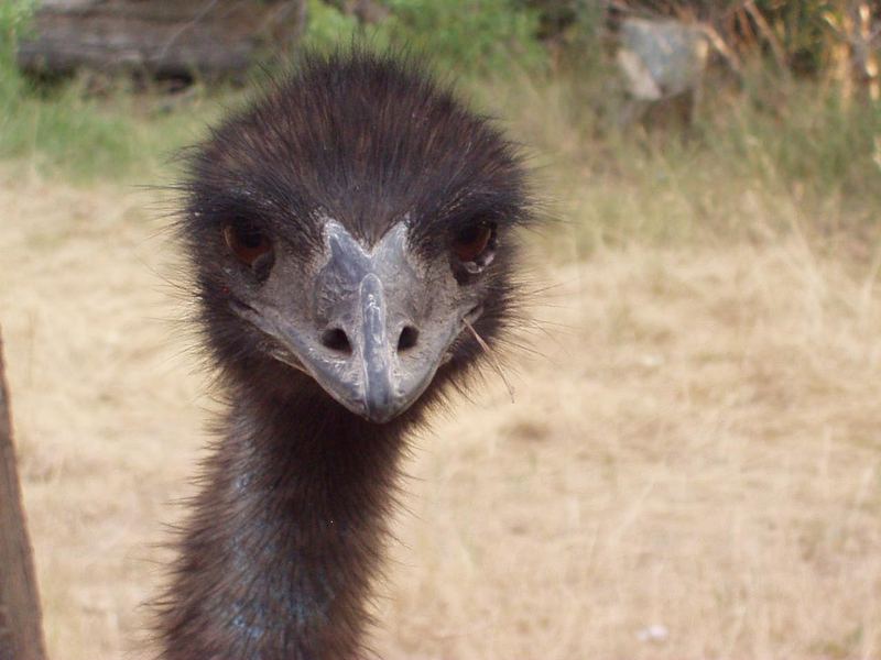 Emu; DISPLAY FULL IMAGE.