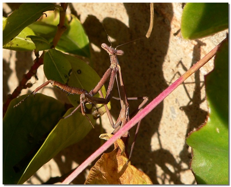 Mantis stare; DISPLAY FULL IMAGE.