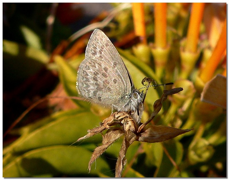 Moth 1; DISPLAY FULL IMAGE.