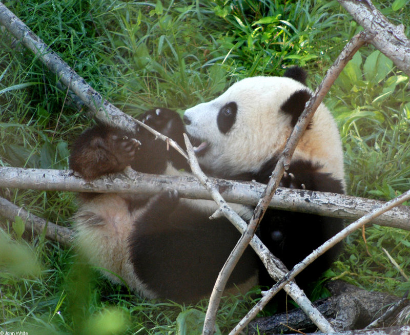 Junior works on his tree branch jujitsu; DISPLAY FULL IMAGE.