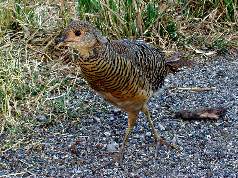 Pheasant; DISPLAY FULL IMAGE.
