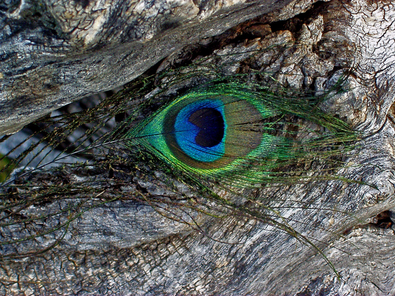 Peacock - blue peafowl (Pavo cristatus); DISPLAY FULL IMAGE.