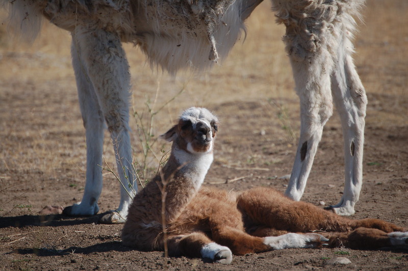 Llama; DISPLAY FULL IMAGE.