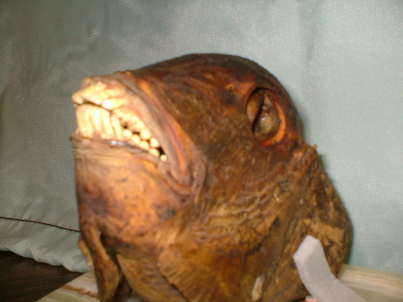 Strange Fish; DISPLAY FULL IMAGE.