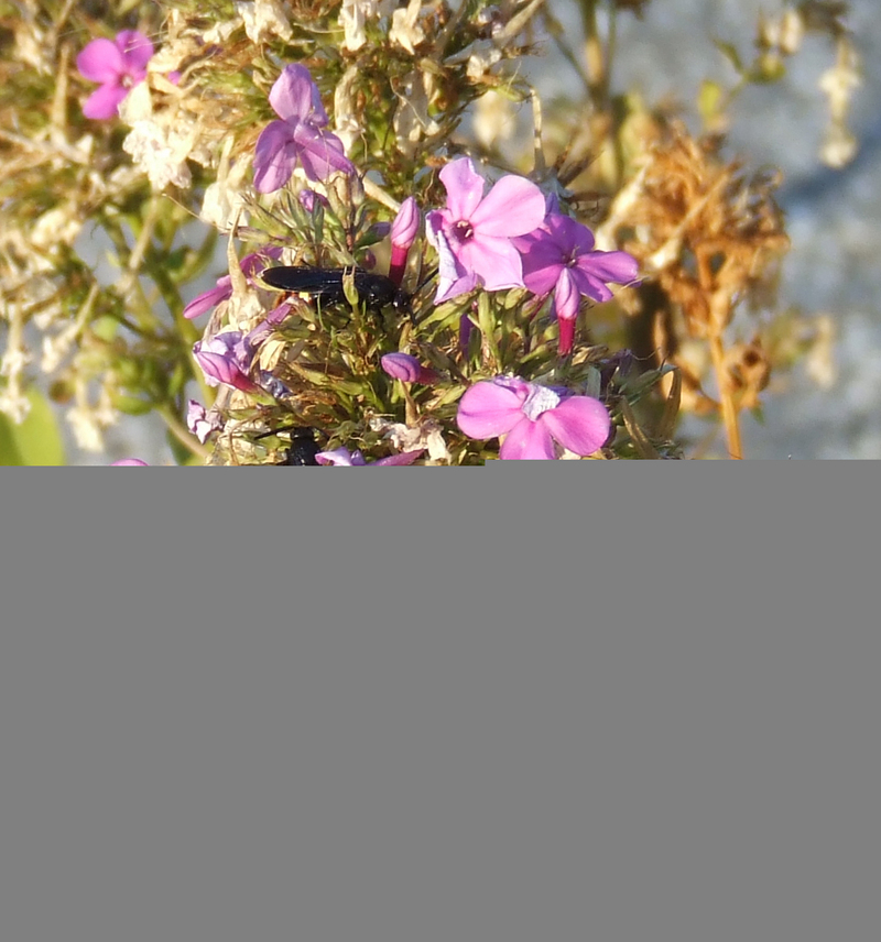 Wasp found in Harrisburg, Pennsylvania; DISPLAY FULL IMAGE.