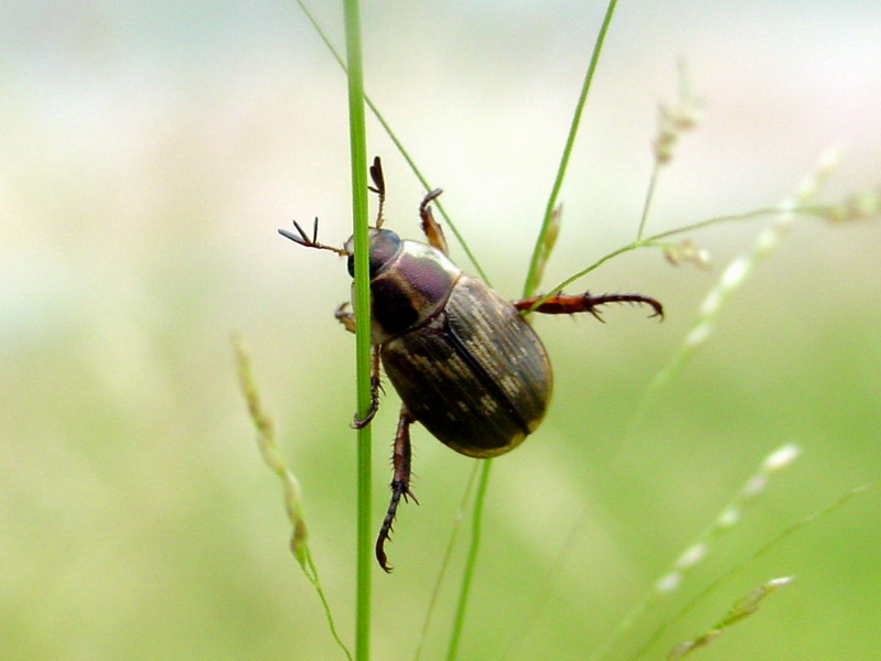 Small but cute beetle {!--등얼룩풍뎅이?-->; DISPLAY FULL IMAGE.