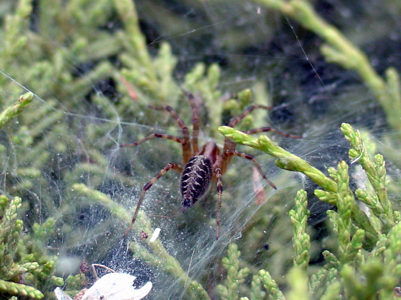 Spider; DISPLAY FULL IMAGE.