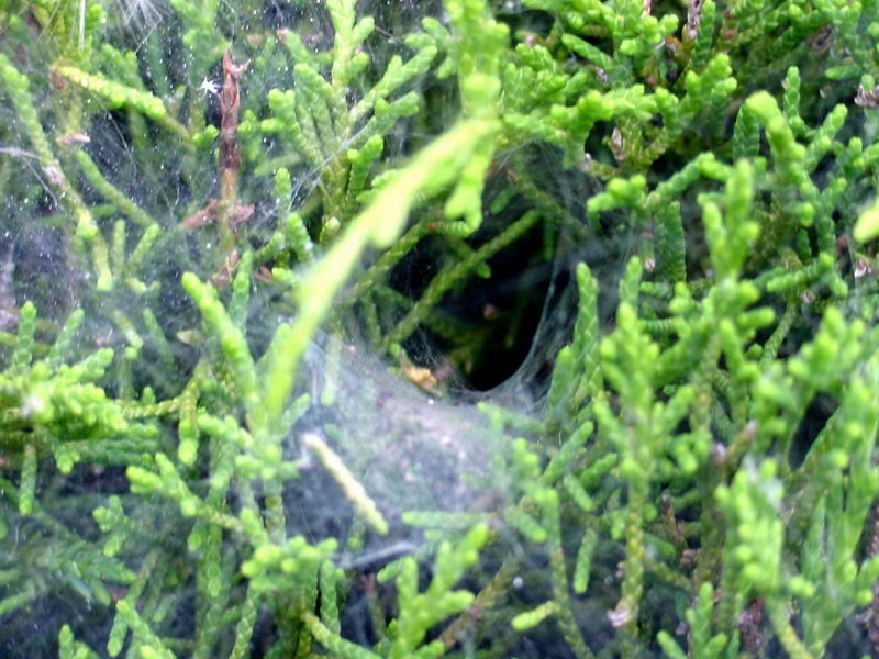 Spider; DISPLAY FULL IMAGE.