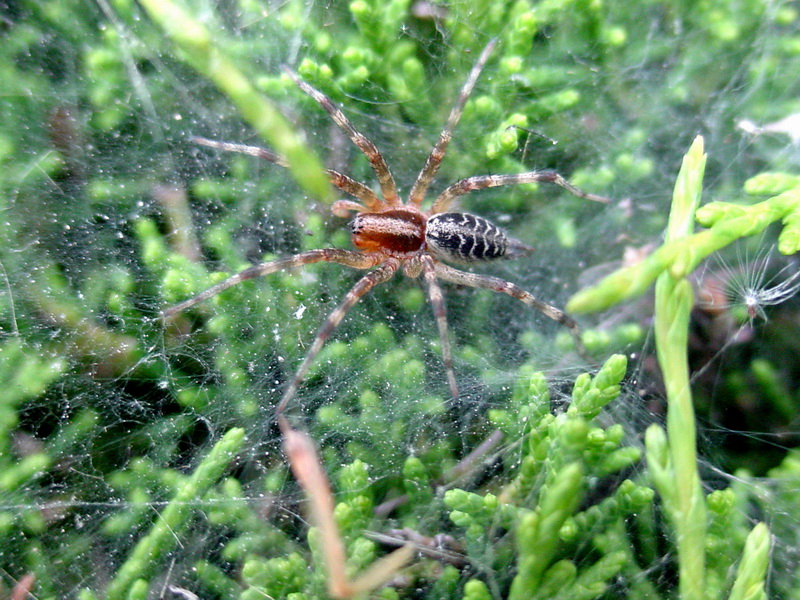 Spider; DISPLAY FULL IMAGE.