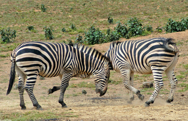 Play Fighting Burchell's Zebra (Equus burchellii) - Burchell's Zebra (Equus burchellii) fight 10; DISPLAY FULL IMAGE.