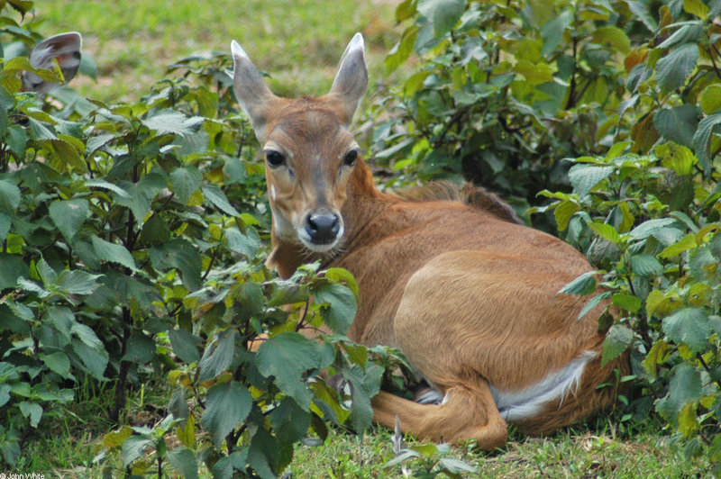 Nilgai (Boselaphus tragocamelus); DISPLAY FULL IMAGE.