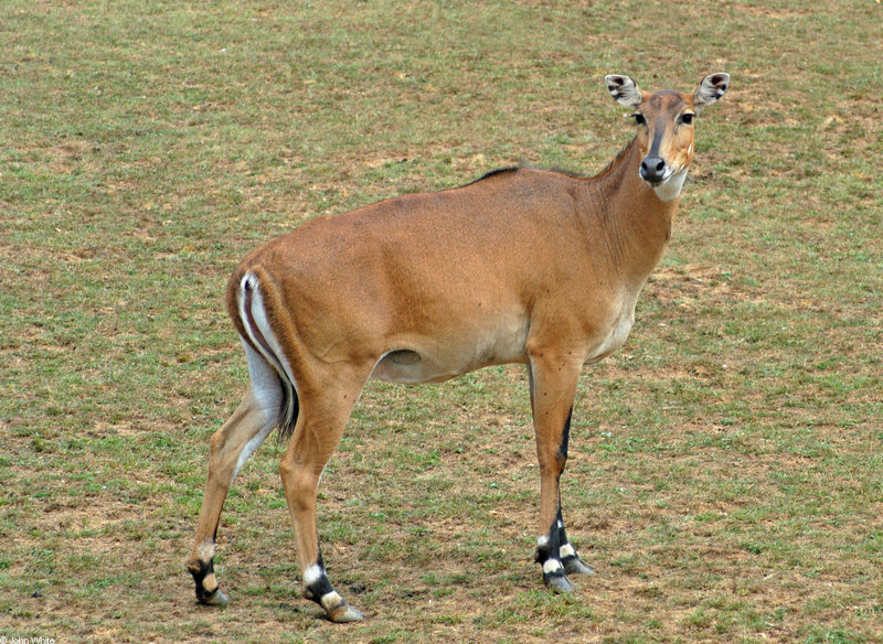 Nilgai (Boselaphus tragocamelus); DISPLAY FULL IMAGE.