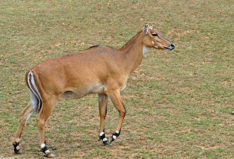 Nilgai (Boselaphus tragocamelus); DISPLAY FULL IMAGE.