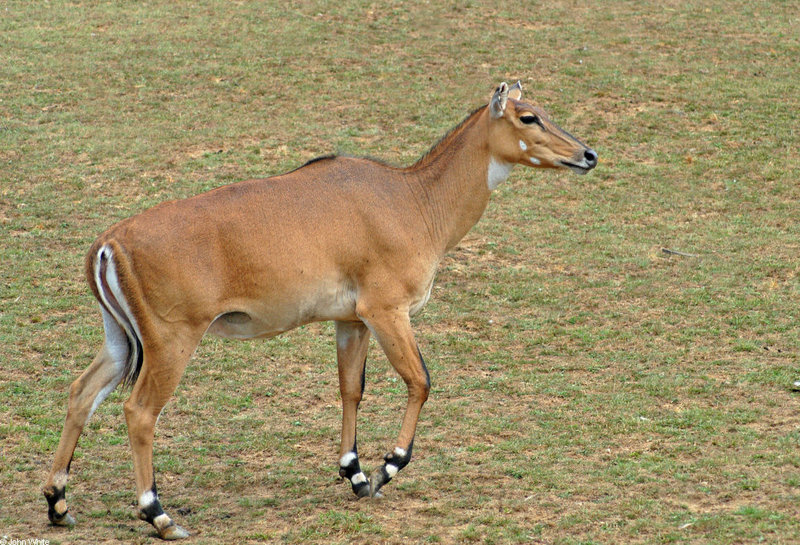 Nilgai (Boselaphus tragocamelus); DISPLAY FULL IMAGE.